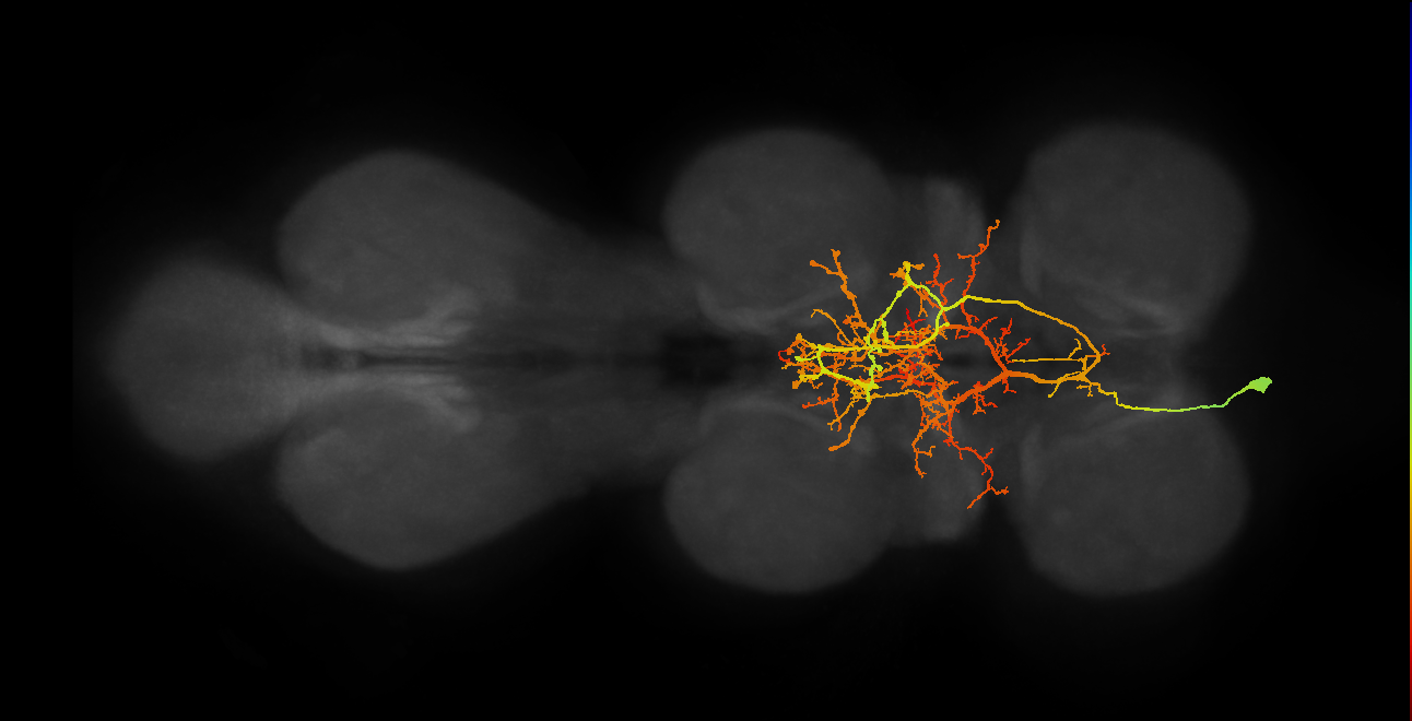 IN07B027_T1_L (MANC:11953)