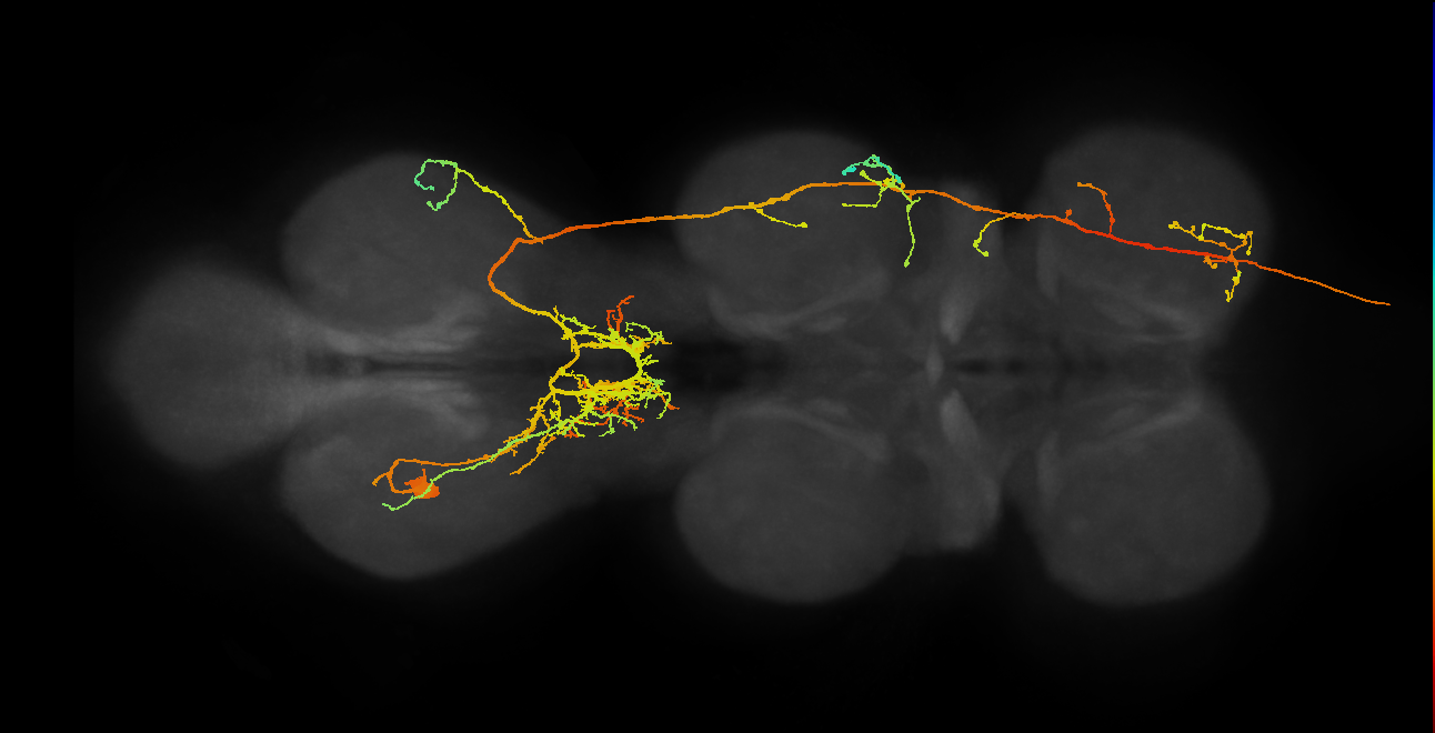 AN19B021_T3_L (MANC:11985)