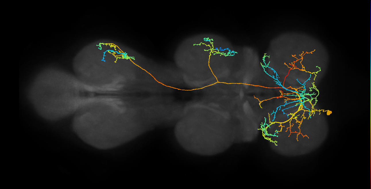 IN18B004_T1_L (MANC:11994)