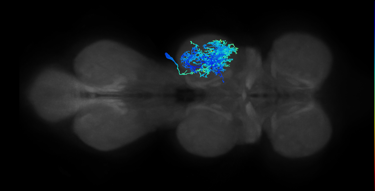 IN21A007_T2_R (MANC:12067)