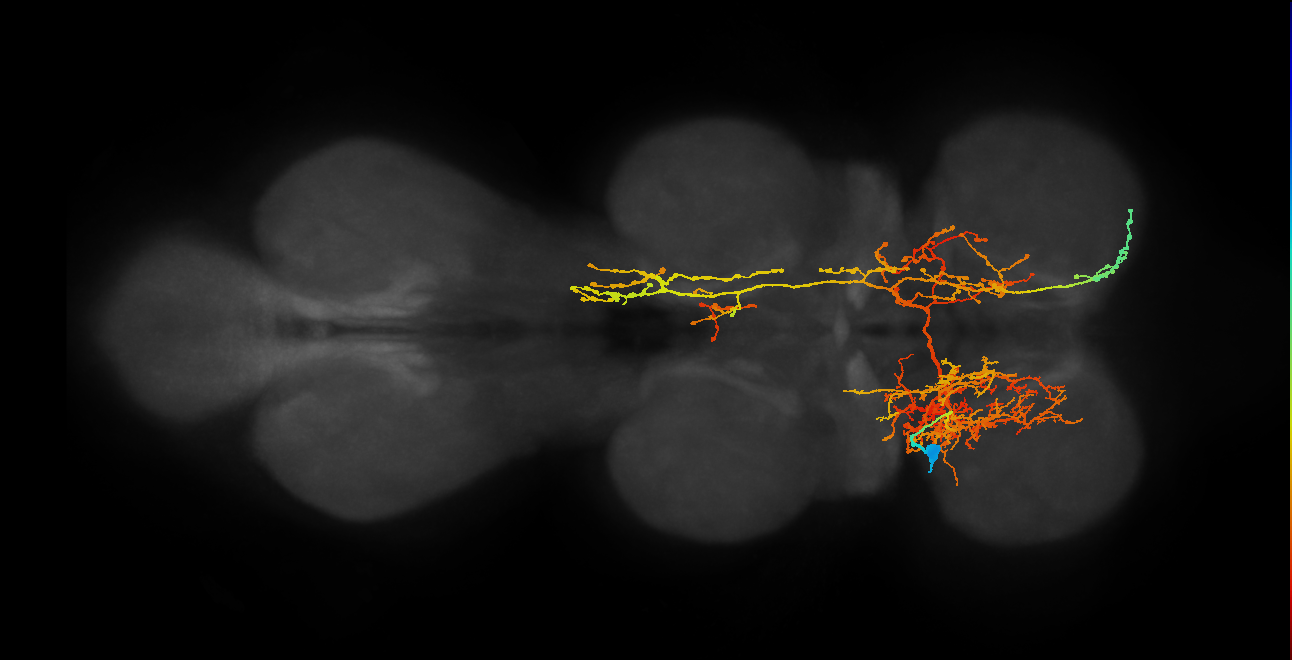IN06A005_T1_L (MANC:12088)