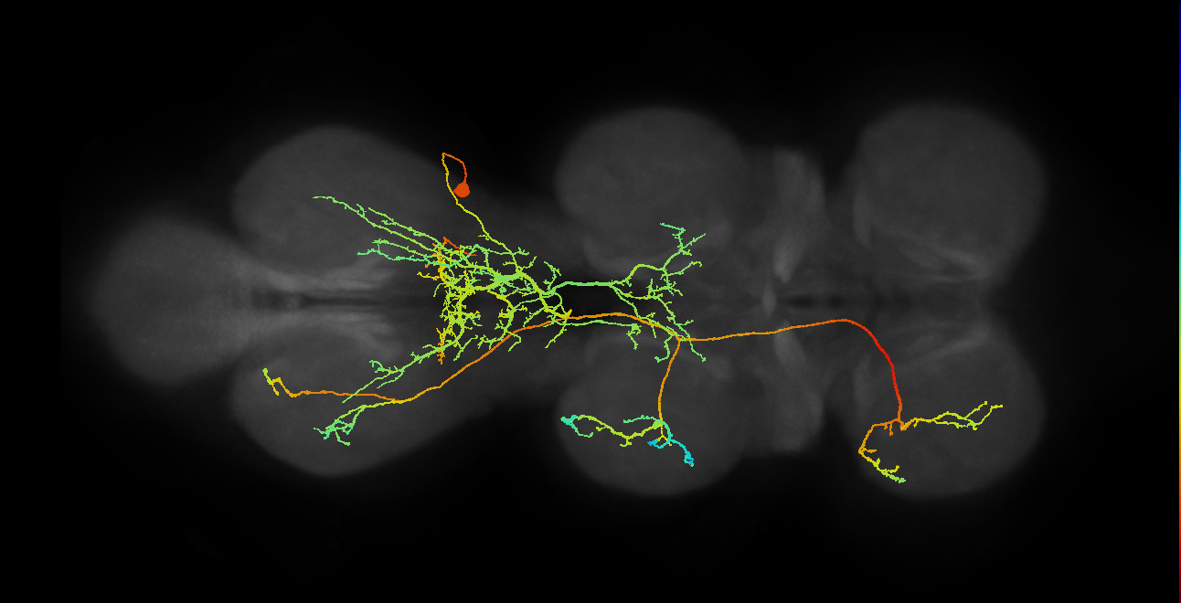 IN18B002_T3_R (MANC:12094)