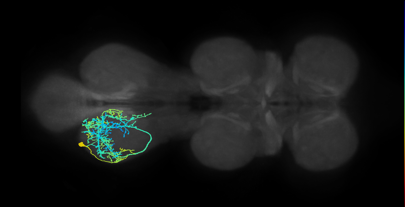 IN09A011_T3_L (MANC:12103)