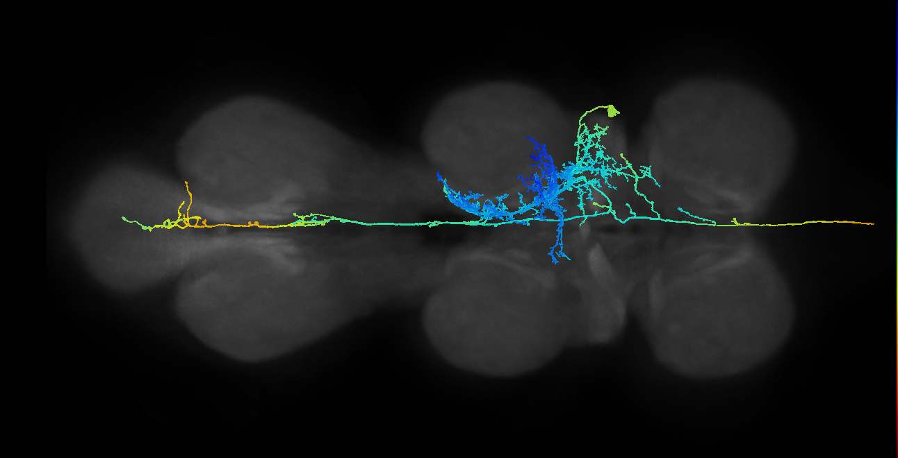 AN17A017_T2_R (MANC:12114)