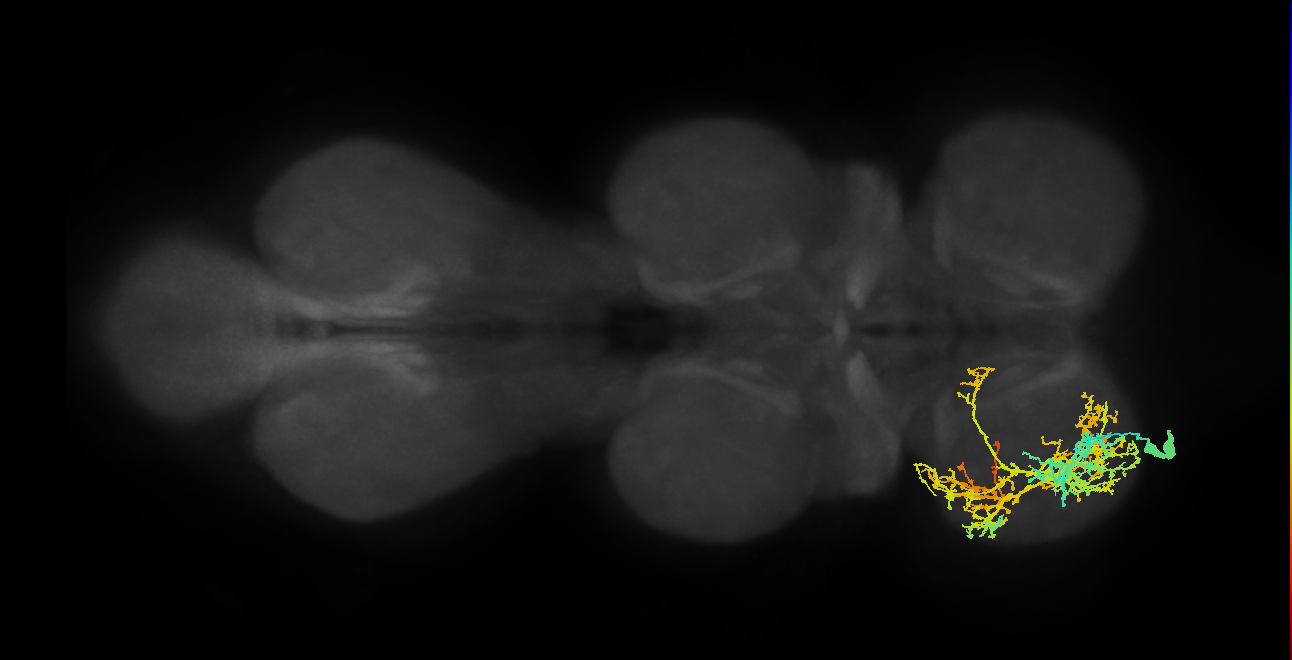 IN13A012_T1_L (MANC:12119)