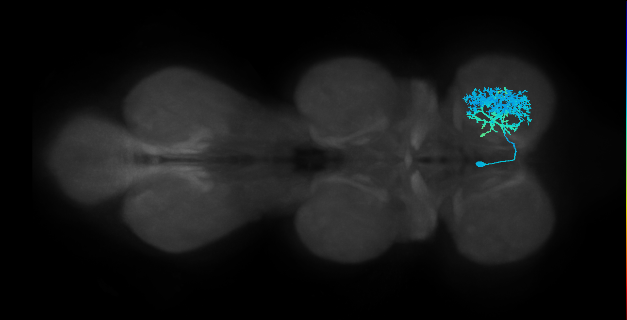 IN13B007_T1_L (MANC:12148)