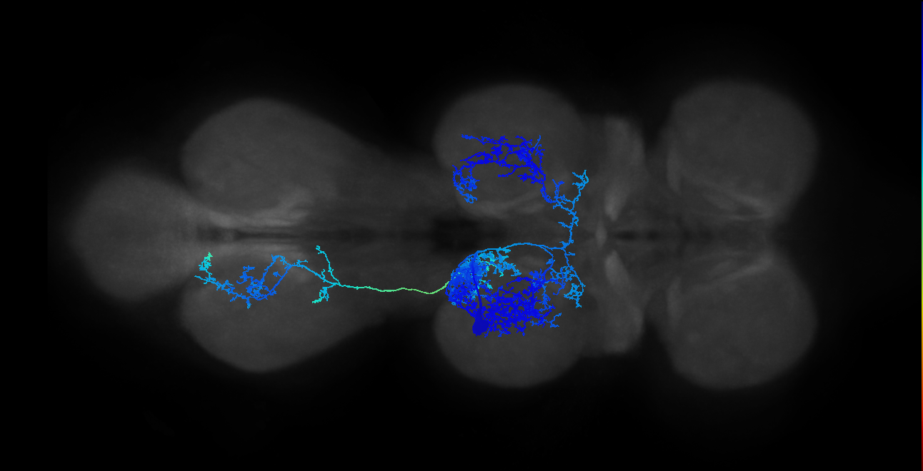IN01B001_T2_L (MANC:12154)