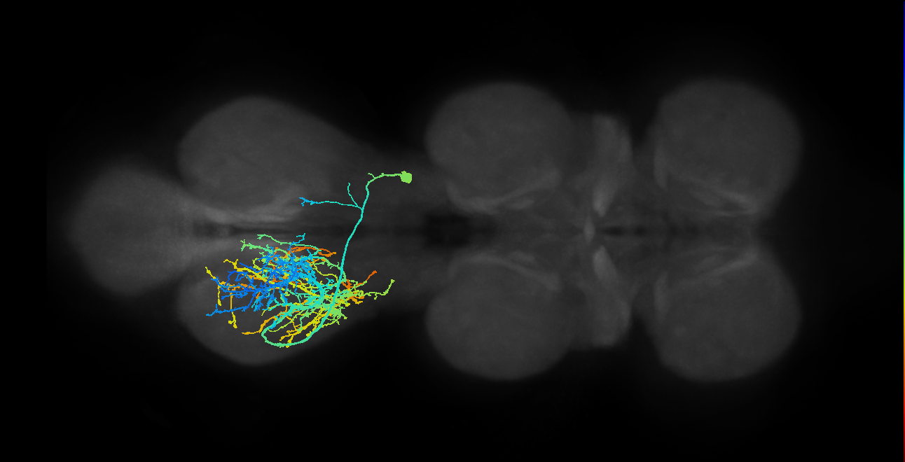 IN01A011_T3_R (MANC:12157)