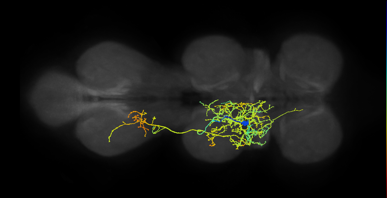 IN04B005_T2_L (MANC:12169)