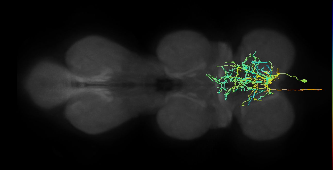 AN08B018_T1_R (MANC:12179)