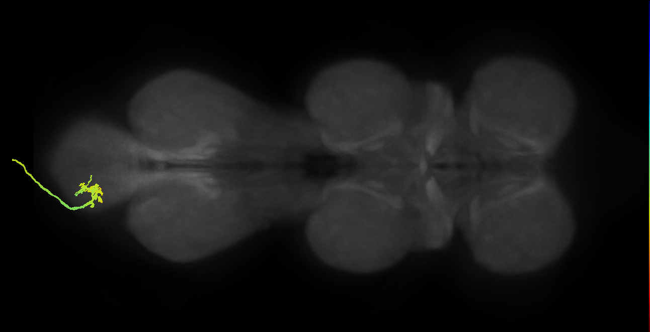 SNxx06_AbNT_L (MANC:12245)