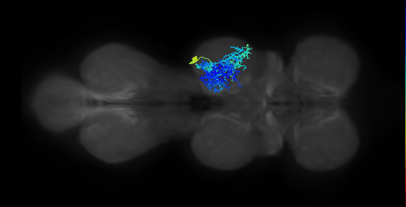 IN19A014_T2_R (MANC:12247)