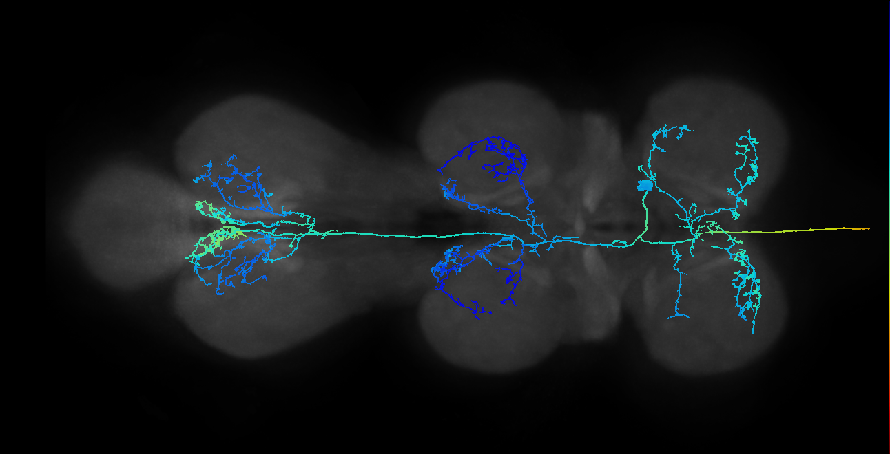 AN05B005_T1_R (MANC:12264)