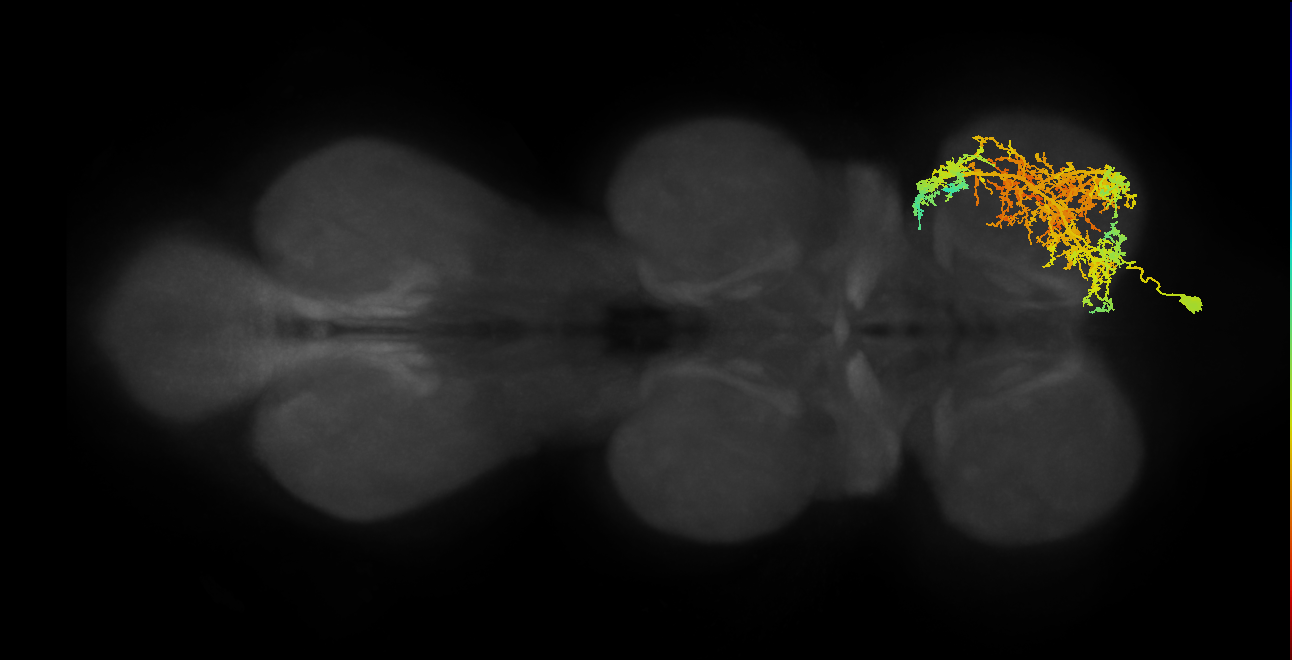 IN16B004_T1_R (MANC:12352)