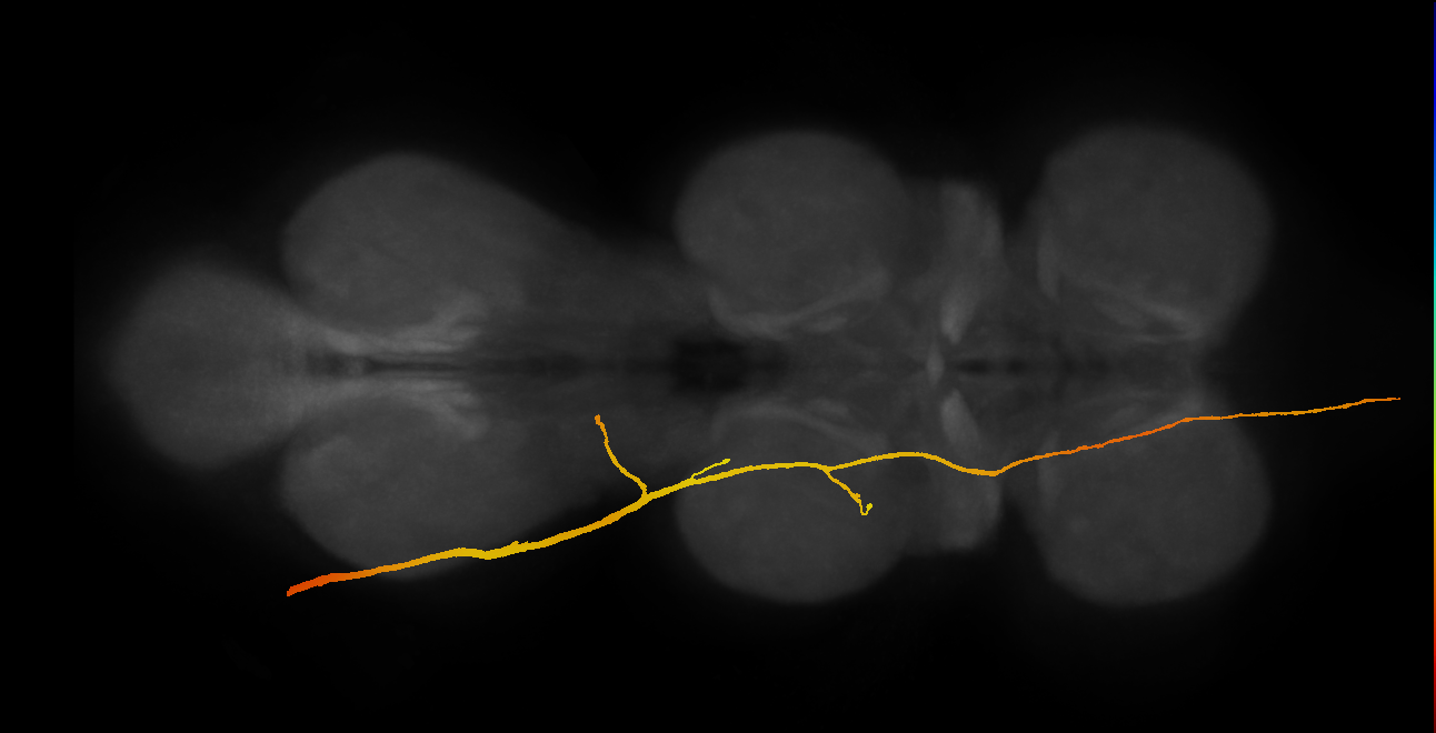 SAppxx_DMetaN_L (MANC:12355)