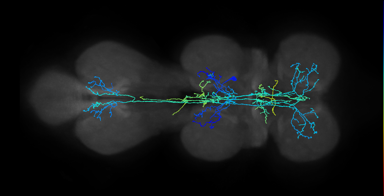 IN05B007_T2_R (MANC:12397)