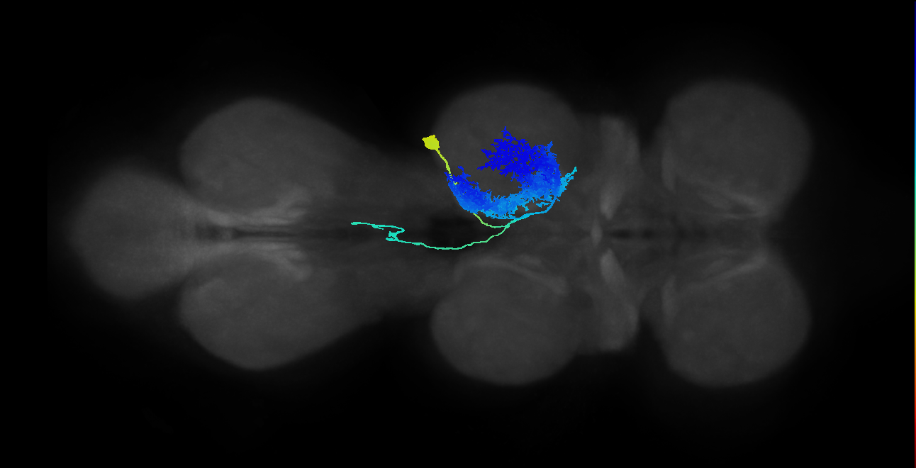 IN23B013_T2_R (MANC:12405)