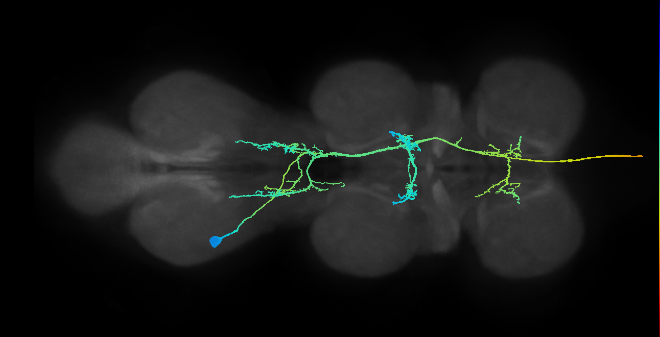 AN08B017_T3_L (MANC:12505)
