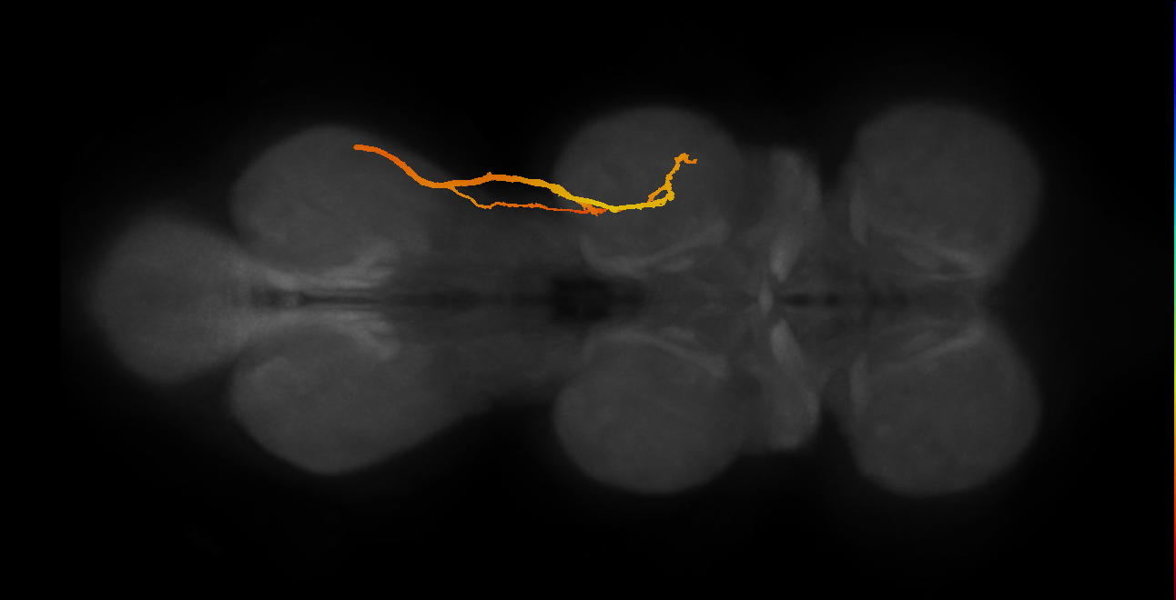 SNpp32_DMetaN_R (MANC:12524)
