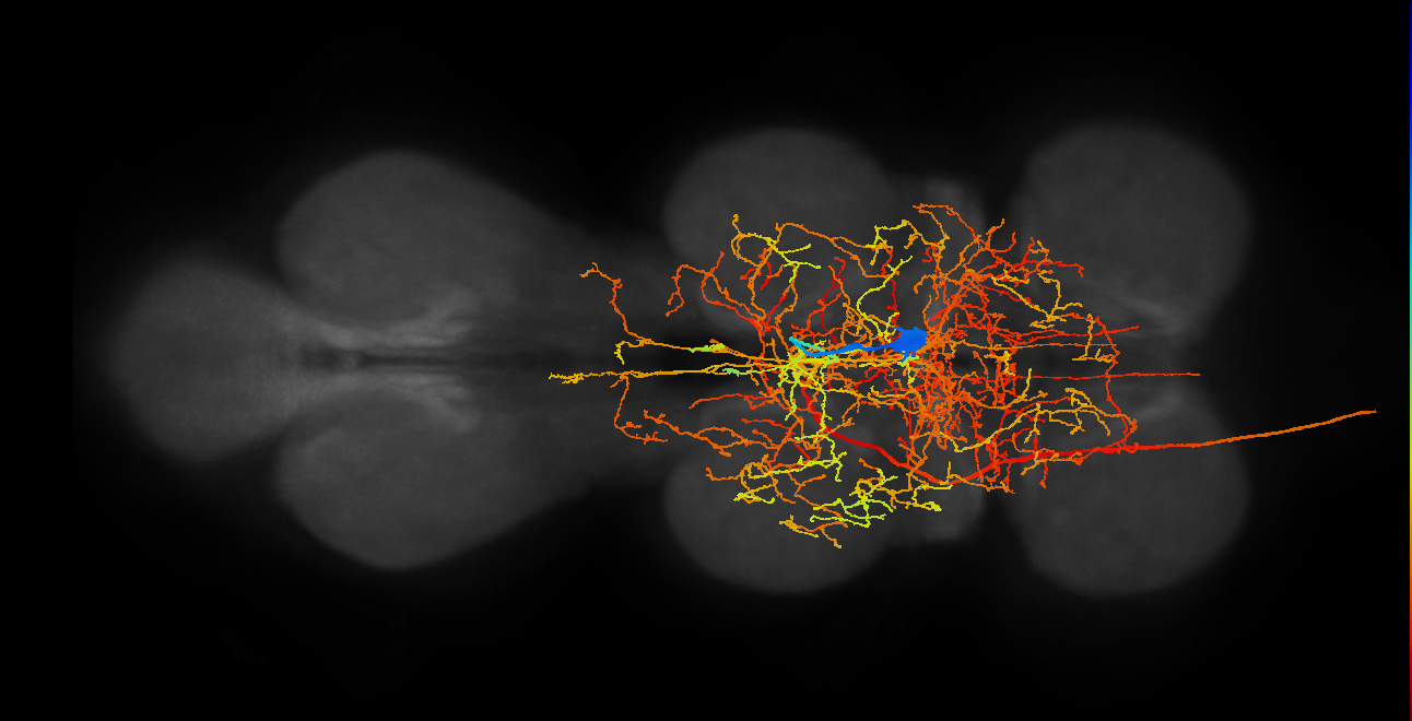 AN27X003_T2_R (MANC:12536)