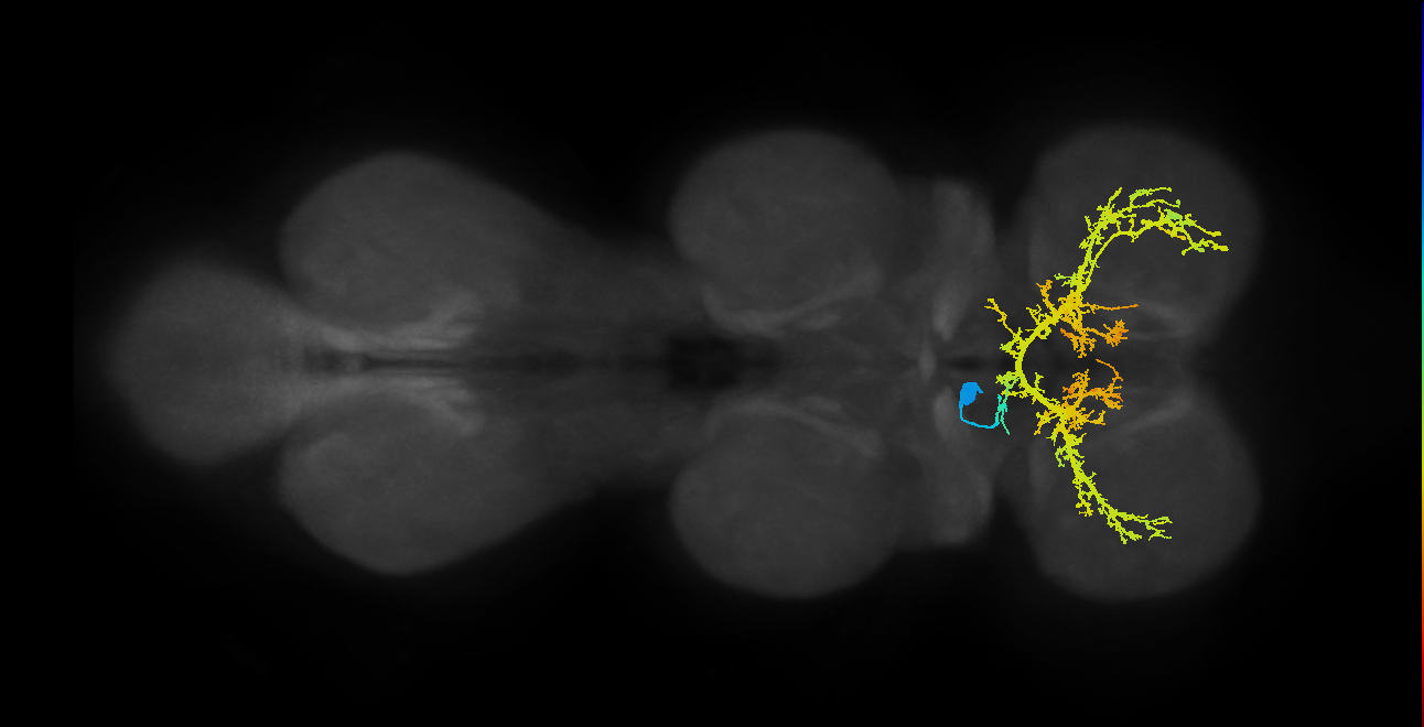 IN12B005_T1_L (MANC:12542)