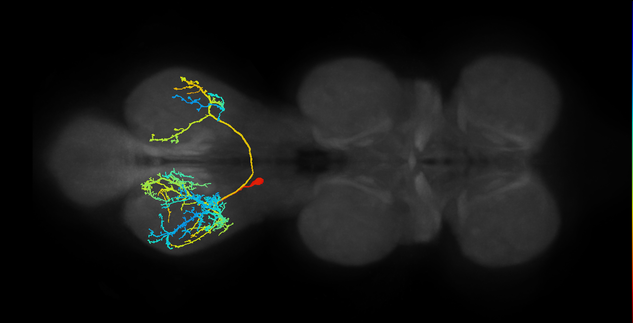 IN19B032_T3_L (MANC:12558)