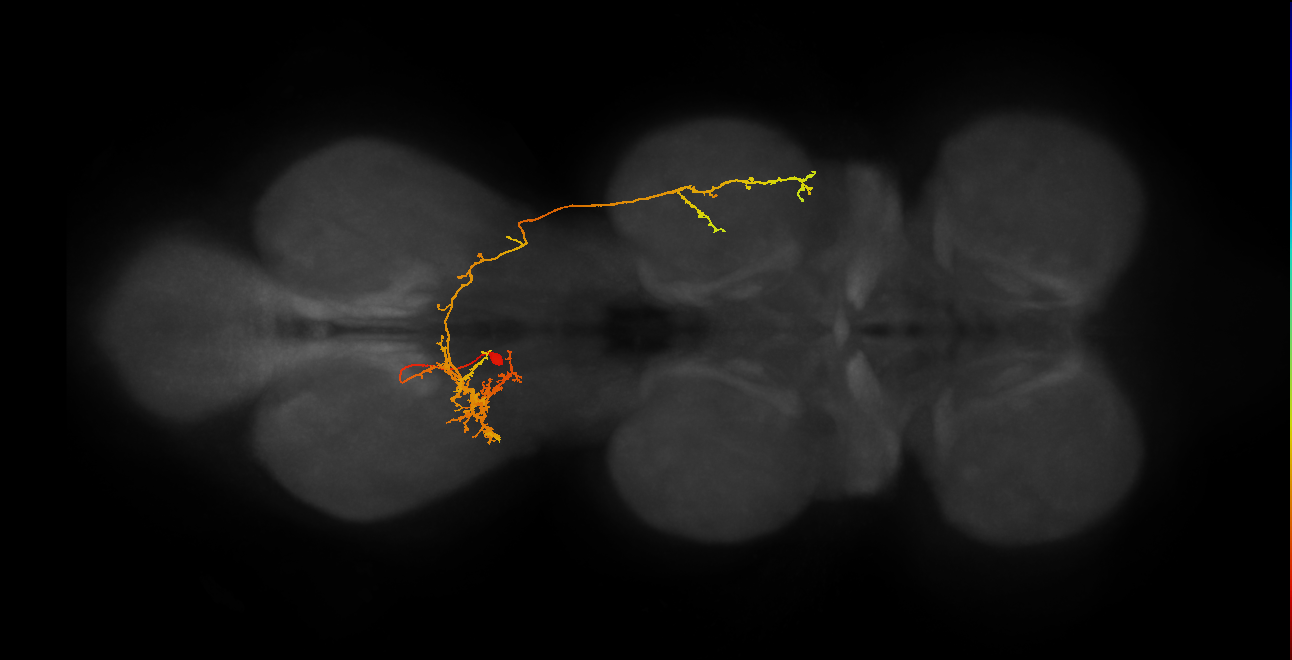 IN19B077_A1_L (MANC:12560)