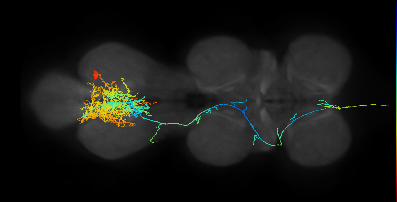 AN01A021_A2_R (MANC:12563)