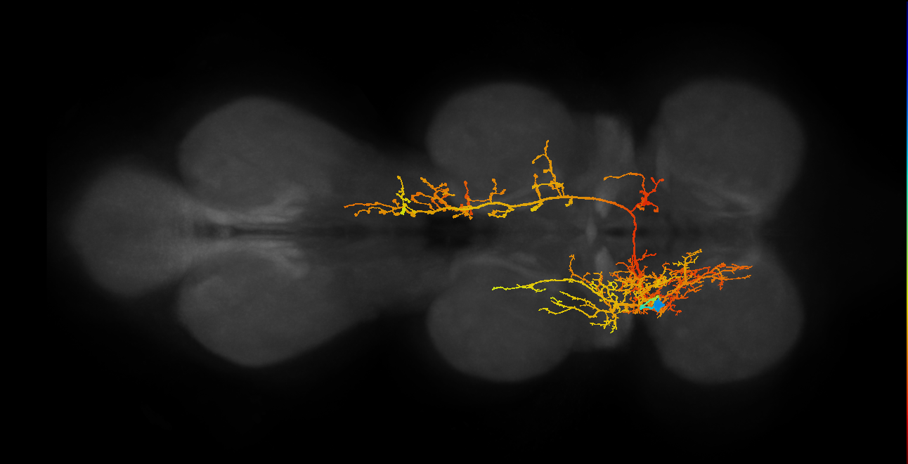 IN06A007_T1_L (MANC:12573)