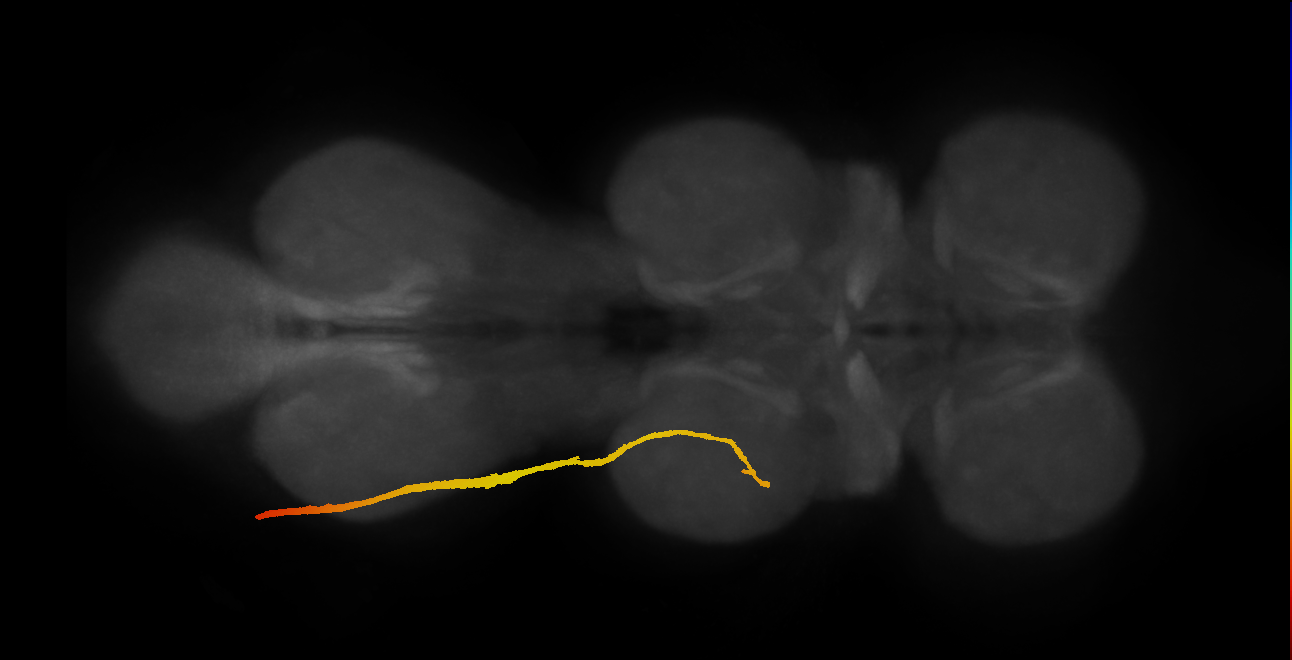 SNpp32_DMetaN_L (MANC:12626)