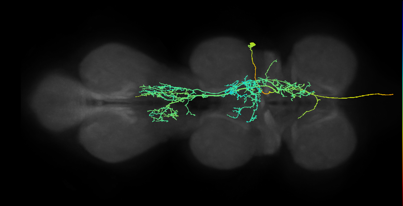 AN17B006_T2_R (MANC:12647)