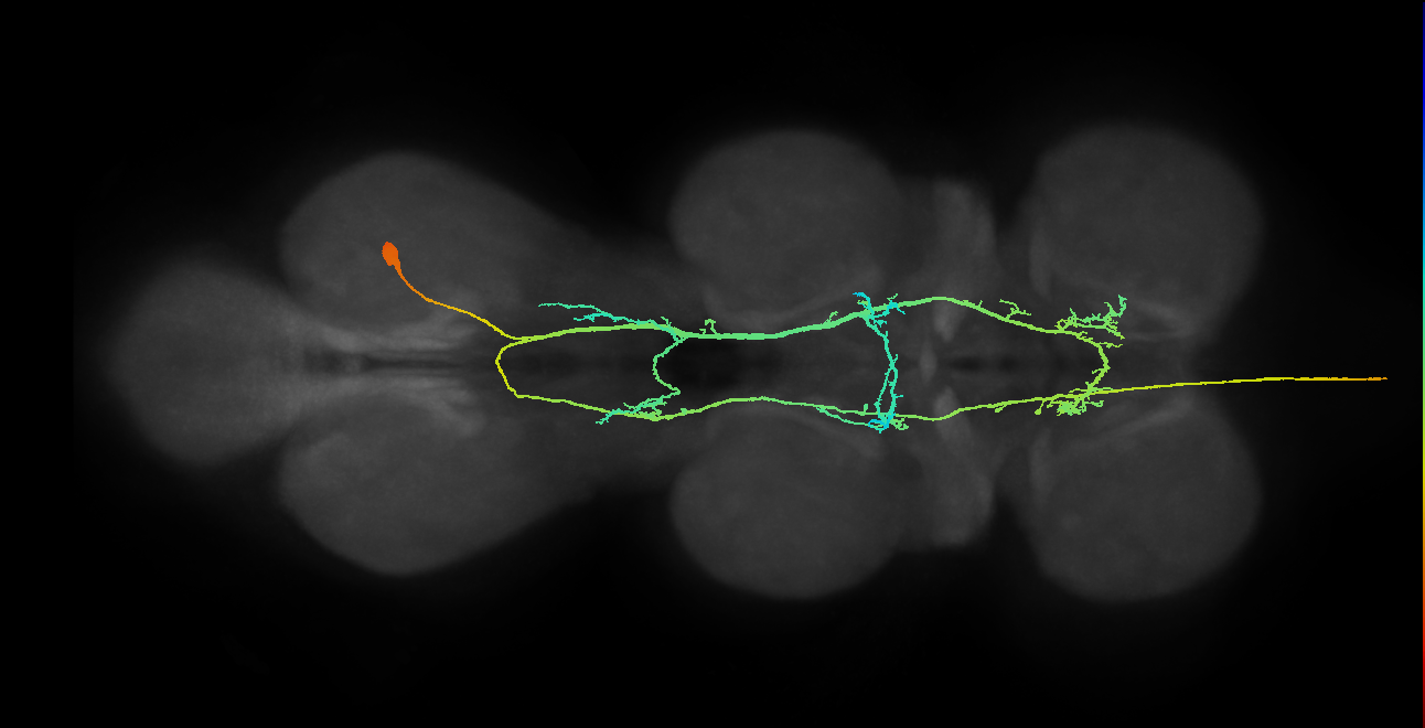 AN08B022_A1_R (MANC:12659)