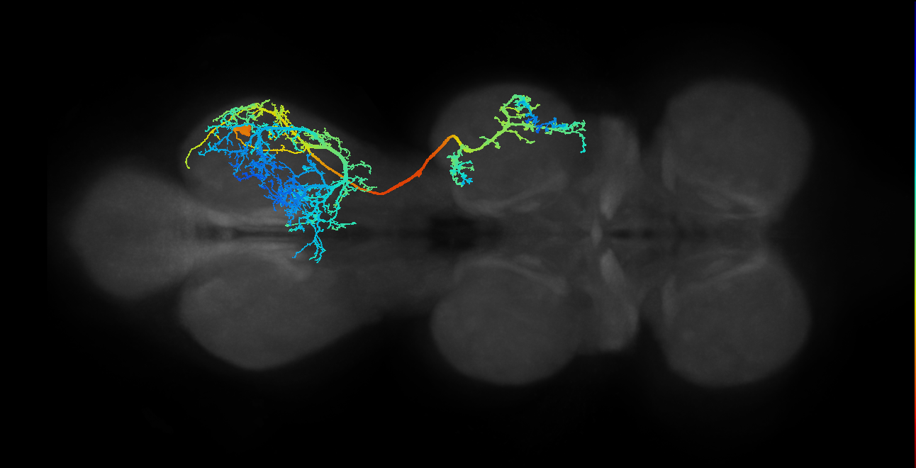 IN19A011_T3_R (MANC:12661)