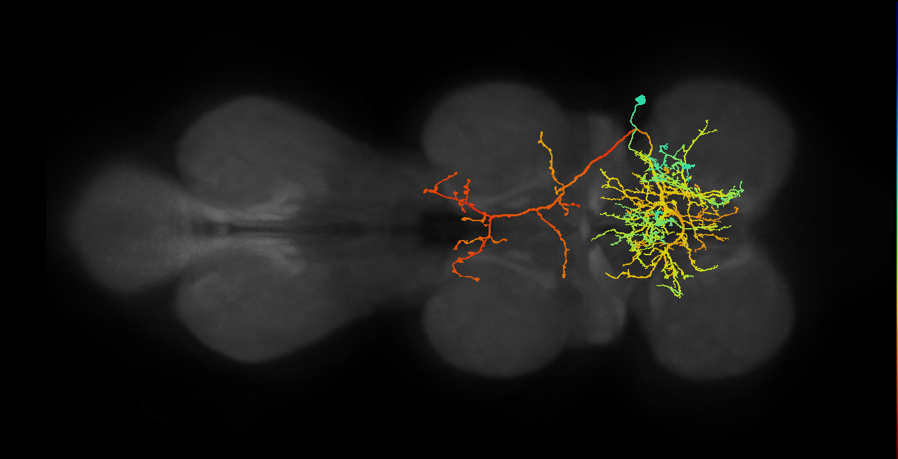 IN12A015_T1_R (MANC:12723)