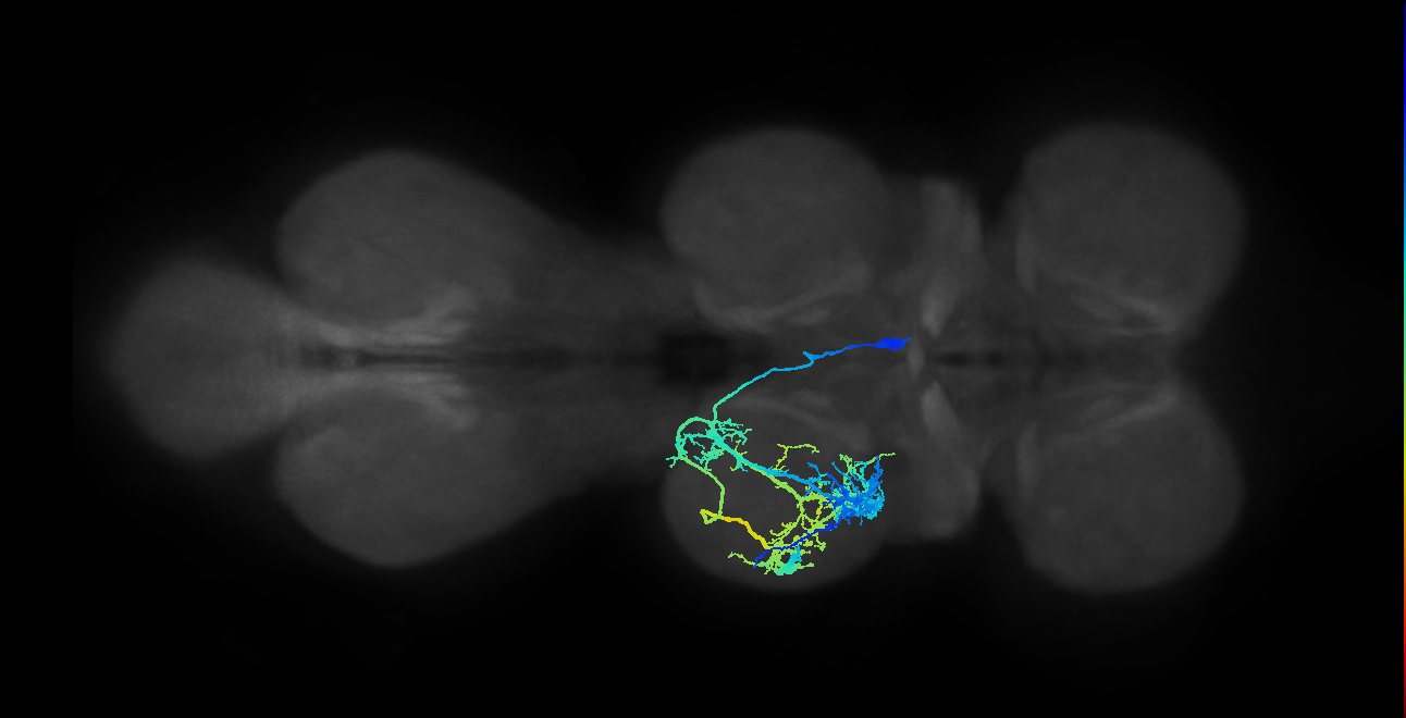 IN26X003_T2_R (MANC:12732)