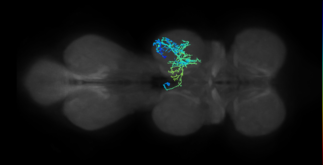 IN12B012_T2_L (MANC:12745)