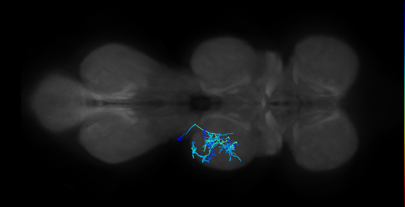 IN21A026_T2_L (MANC:12786)