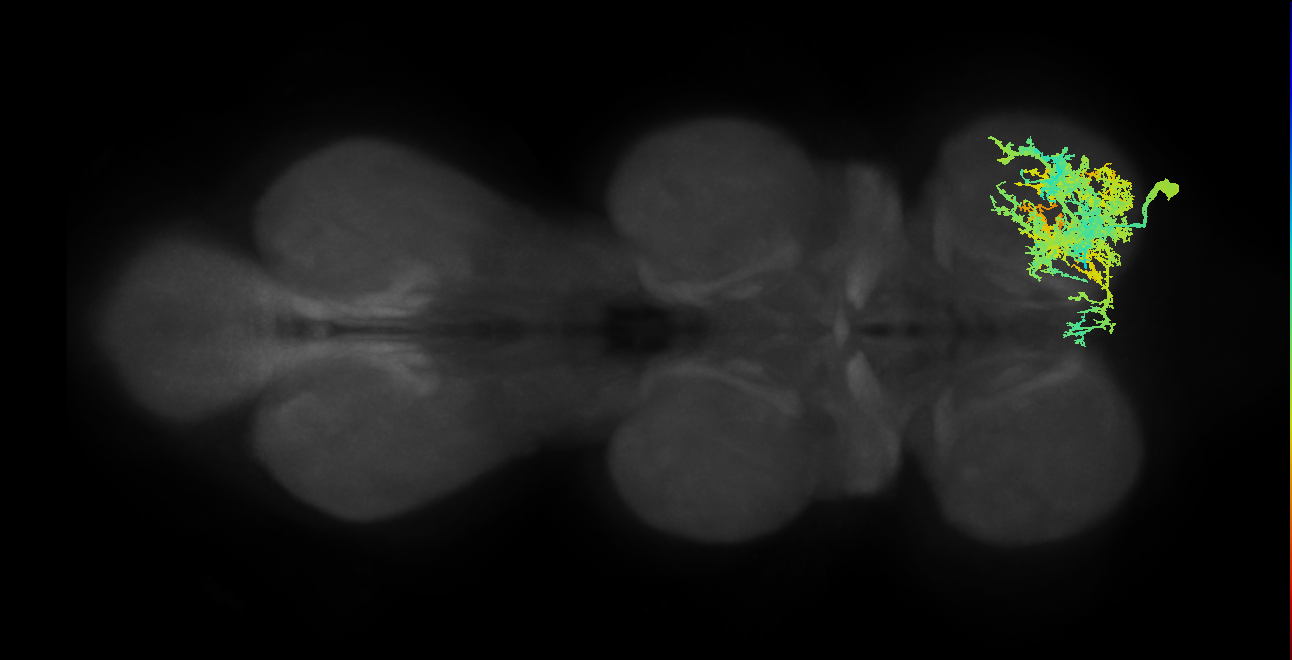 IN13A015_T1_R (MANC:12790)