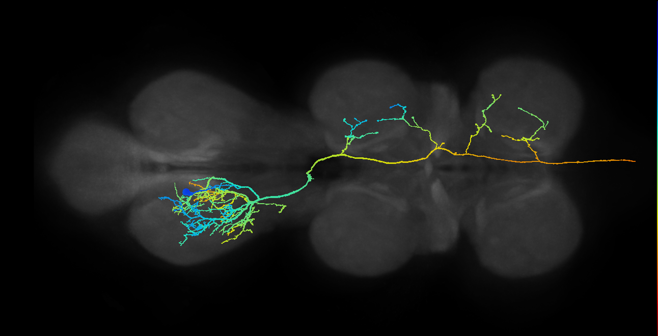 AN10B001_T3_L (MANC:12795)