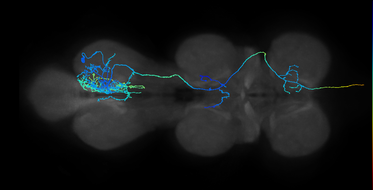 AN01B002_T3_R (MANC:12866)