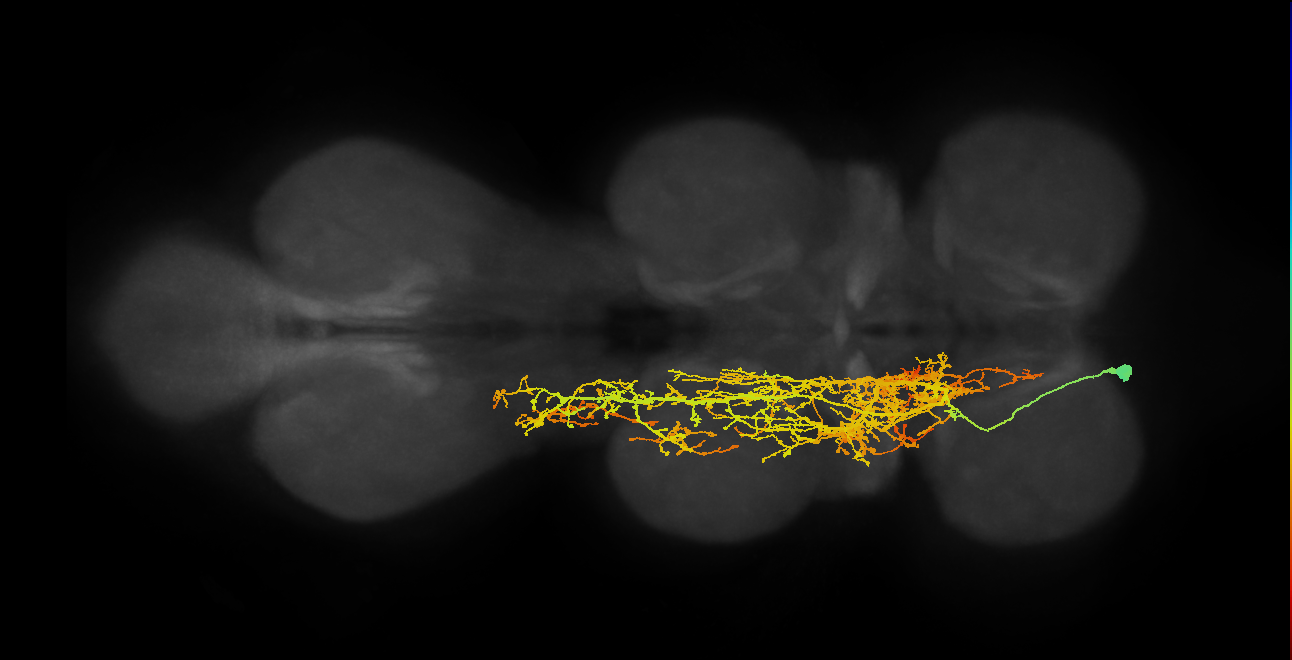 IN07B023_T1_L (MANC:12889)