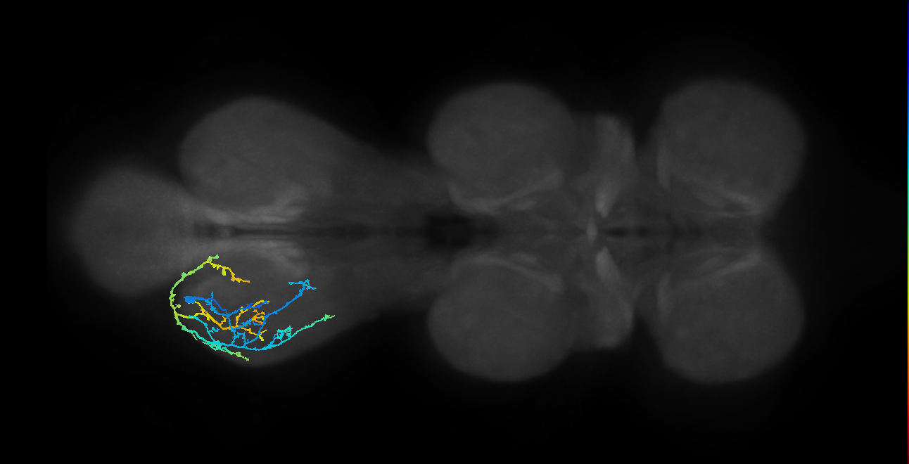 IN13A026_T3_L (MANC:12918)