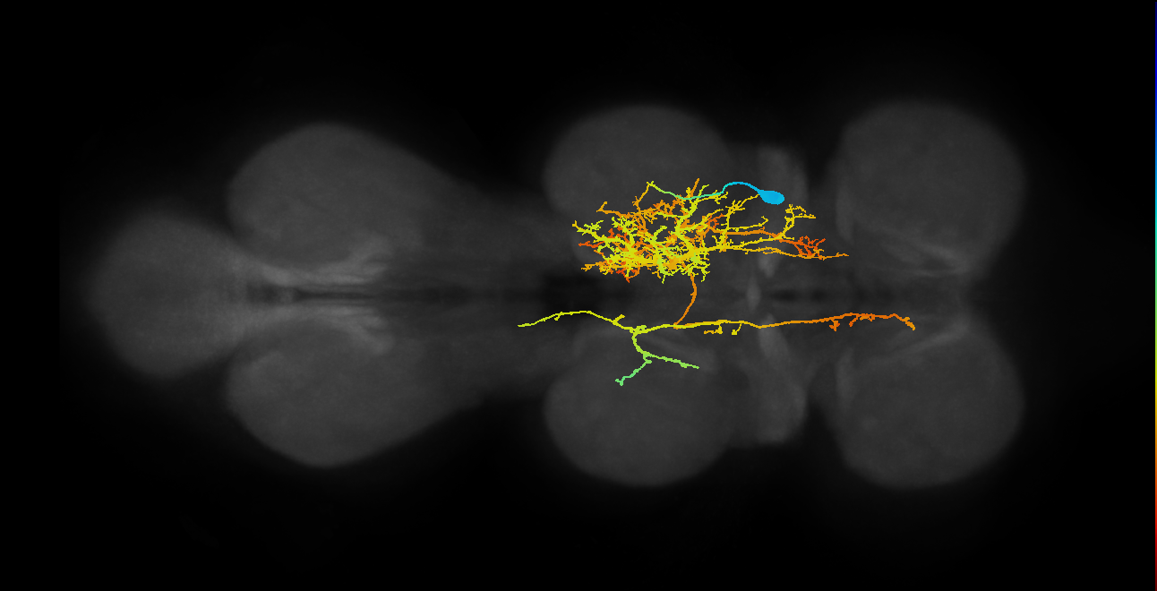 IN14B007_T2_R (MANC:12935)