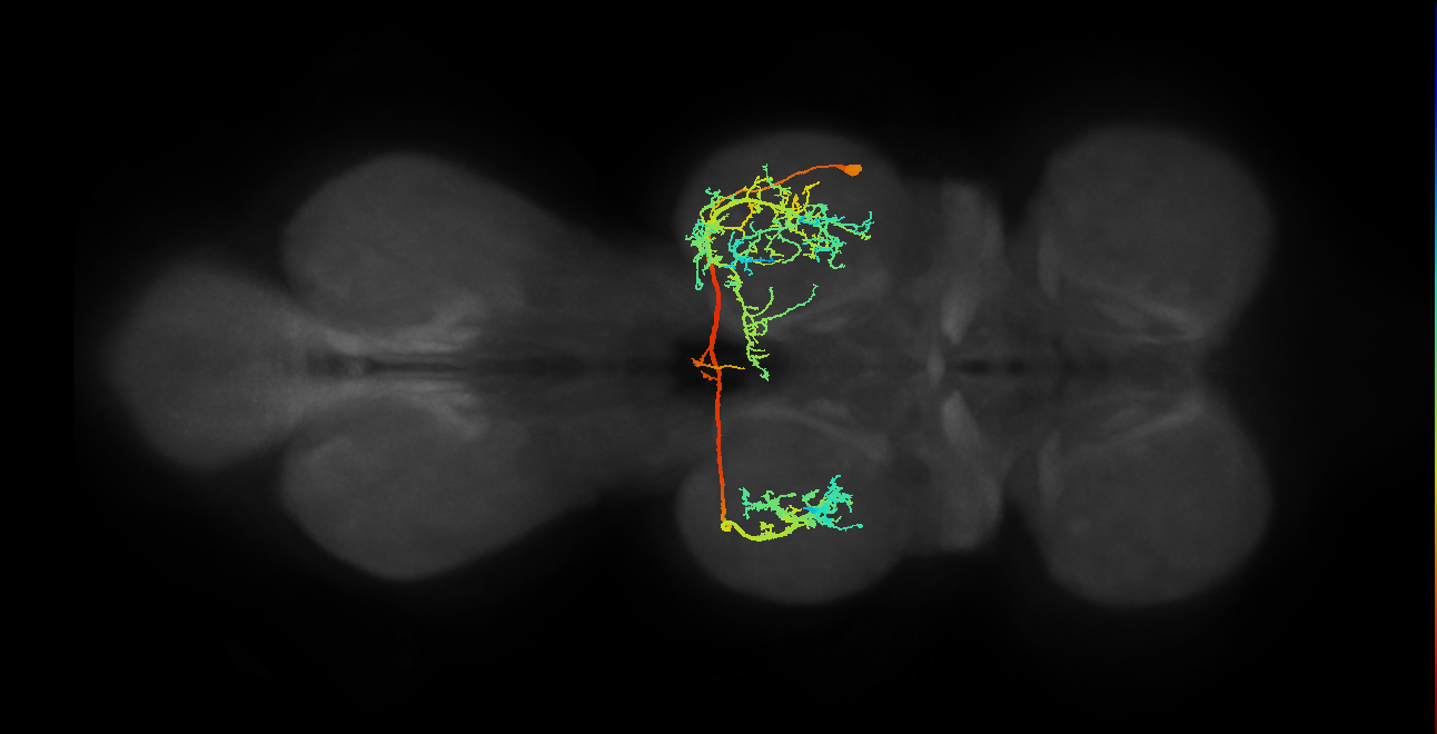 IN19B035_T2_R (MANC:12938)