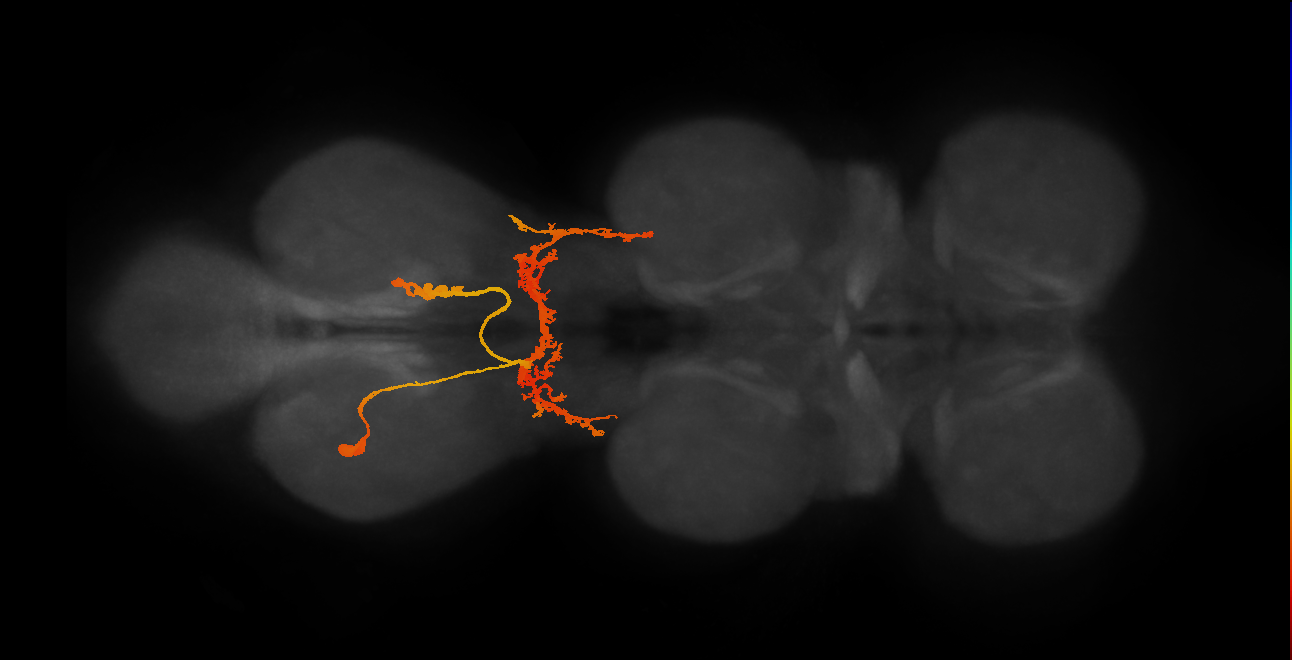 IN07B024_A1_L (MANC:12943)