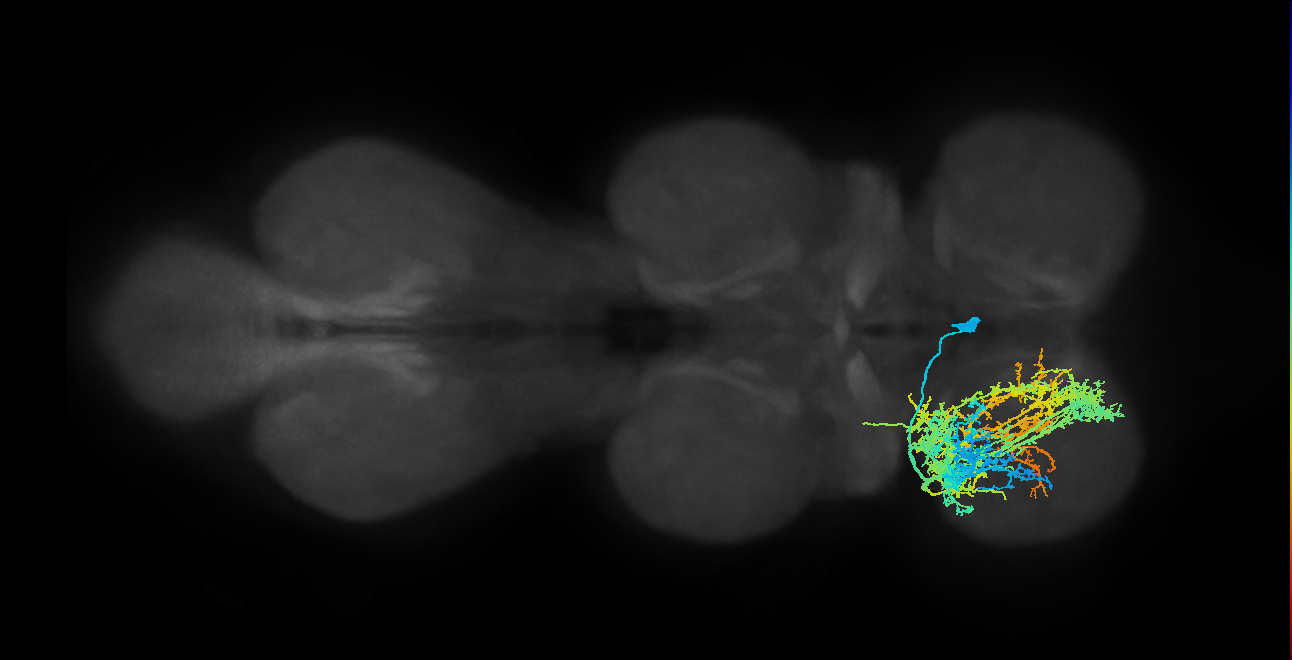 IN26X002_T1_R (MANC:12992)