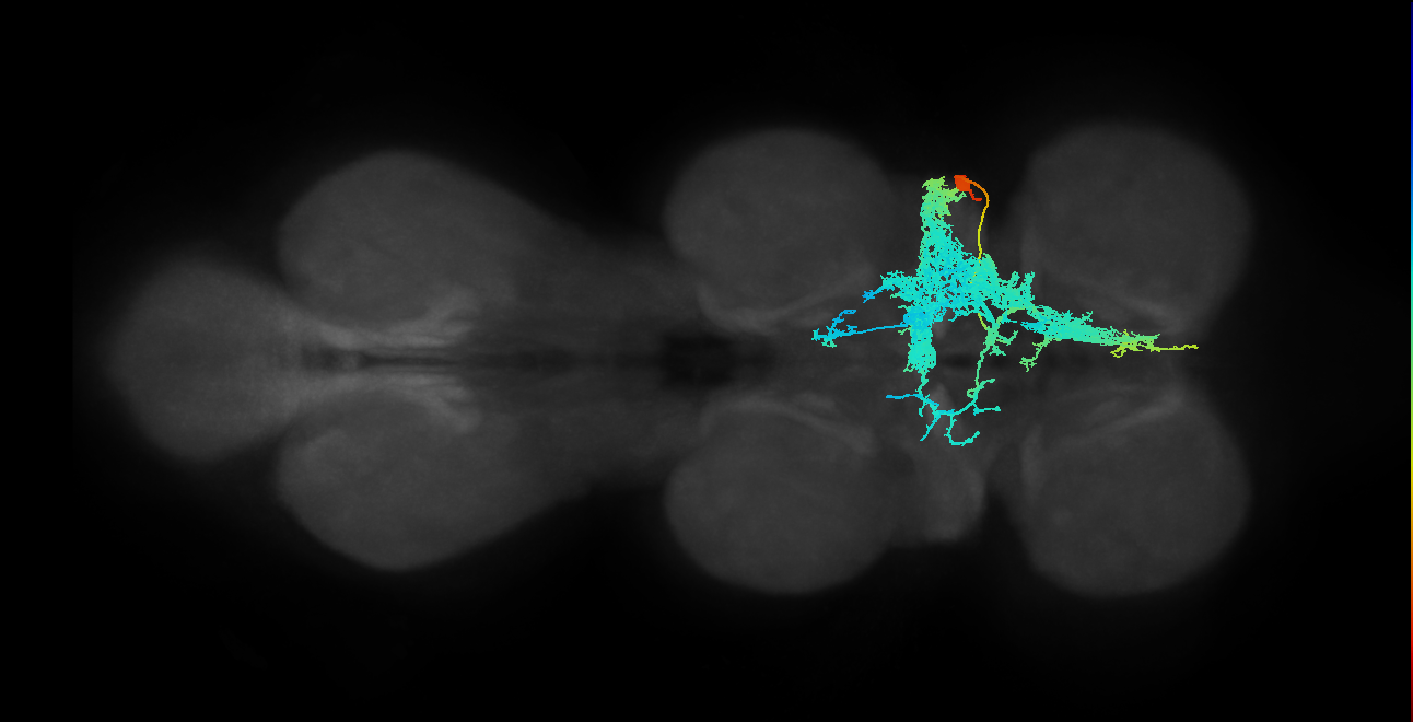 IN23B002_T1_R (MANC:12995)