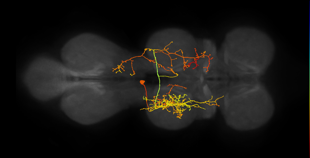 IN19B034_T2_L (MANC:13026)