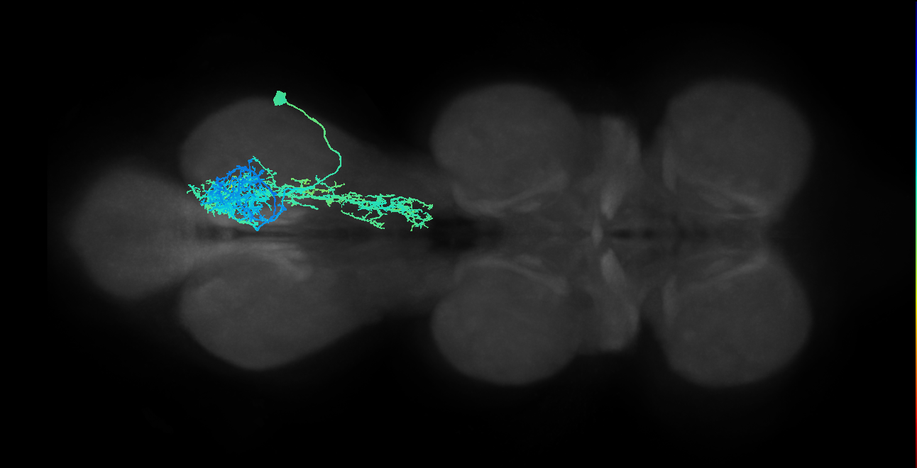 IN09A010_T3_R (MANC:13031)