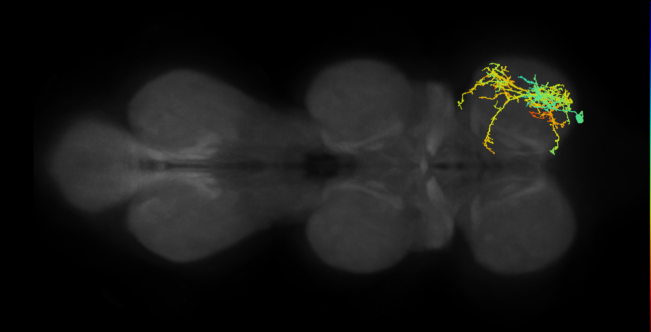 IN13A012_T1_R (MANC:13047)